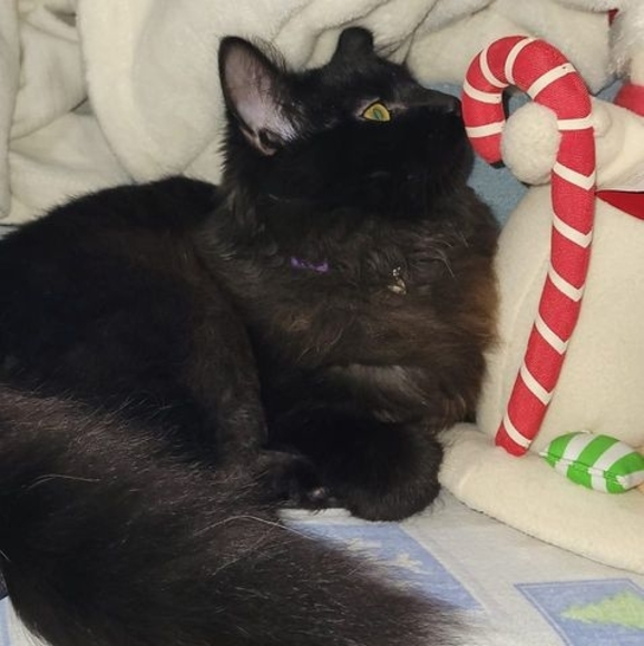 Meet your Posher, Kris - Picture 1 of 4